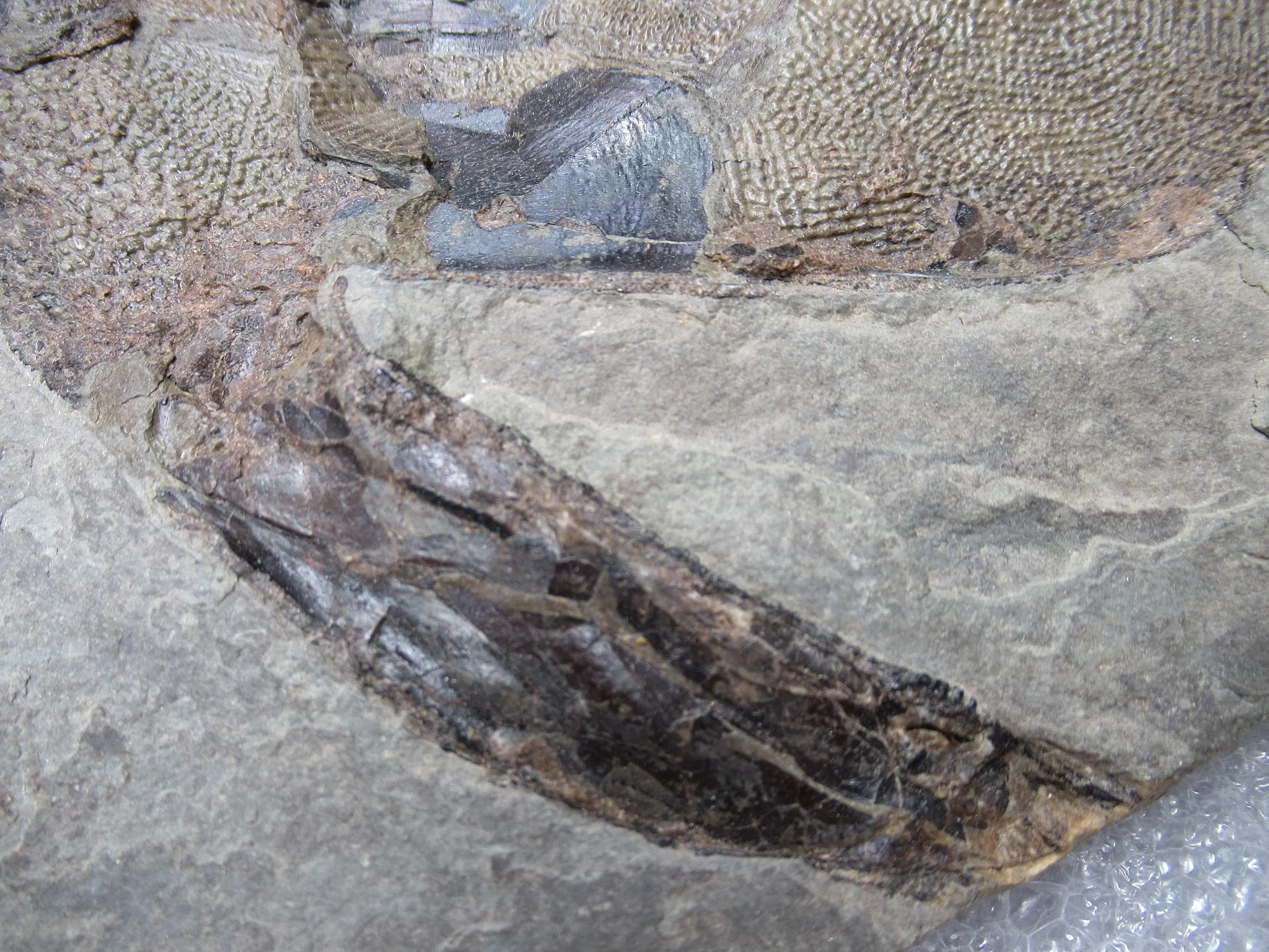 Devonian Canadian Bothriolepis Placoderm 1c | Fossils for Sale