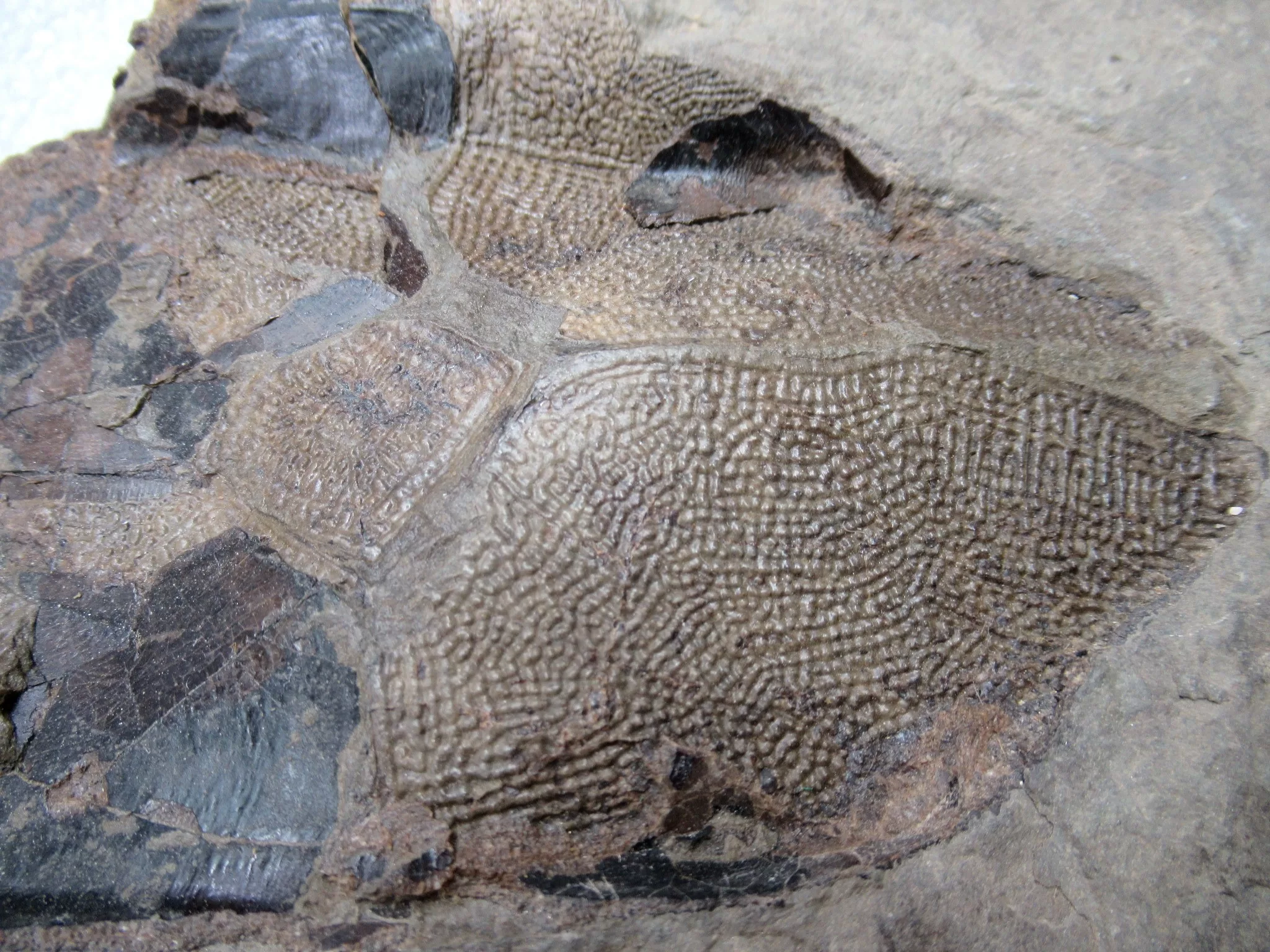 Devonian Canadian Bothriolepis Placoderm 1d | Fossils for Sale