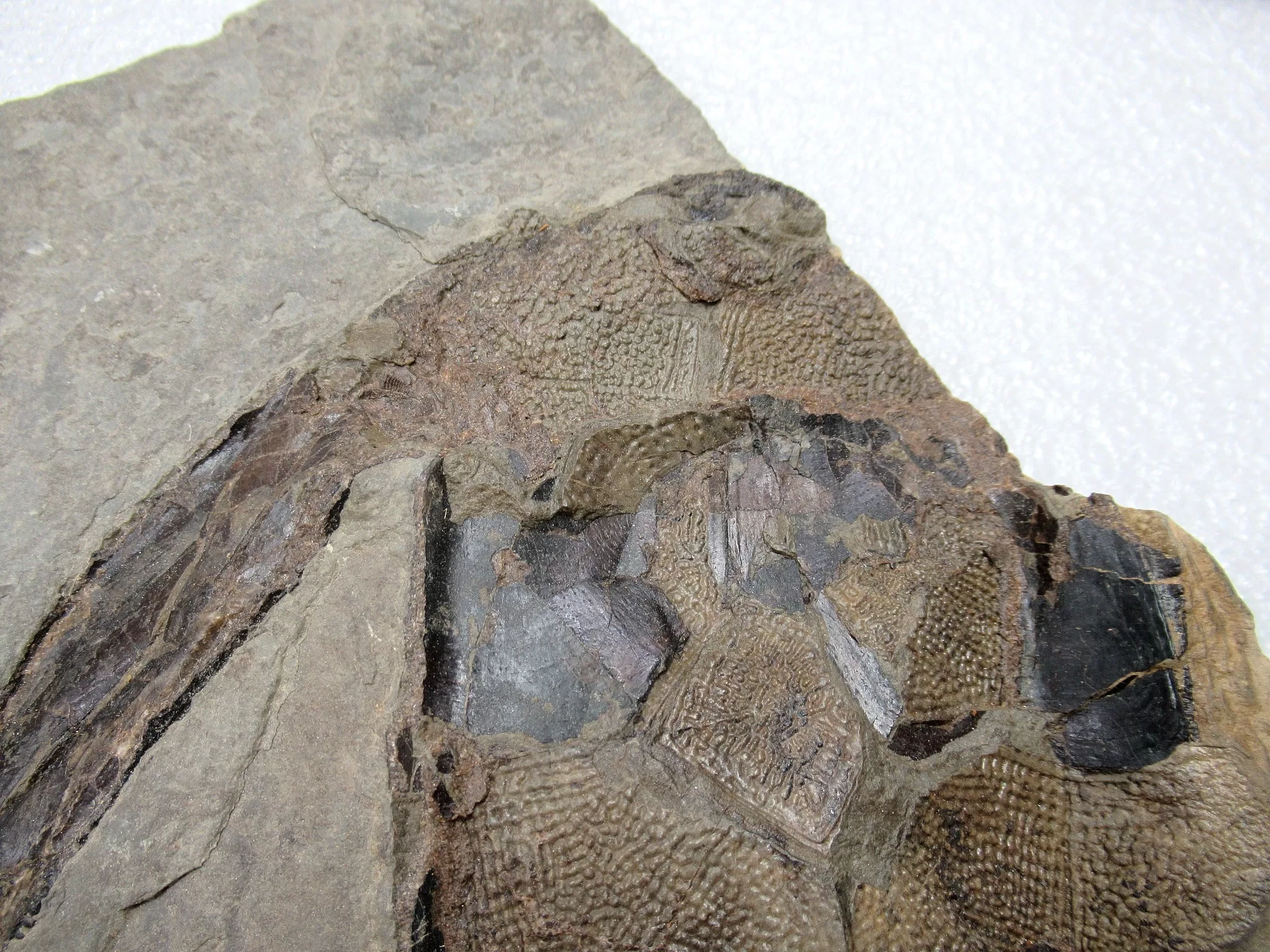 Devonian Canadian Bothriolepis Placoderm 1e | Fossils for Sale