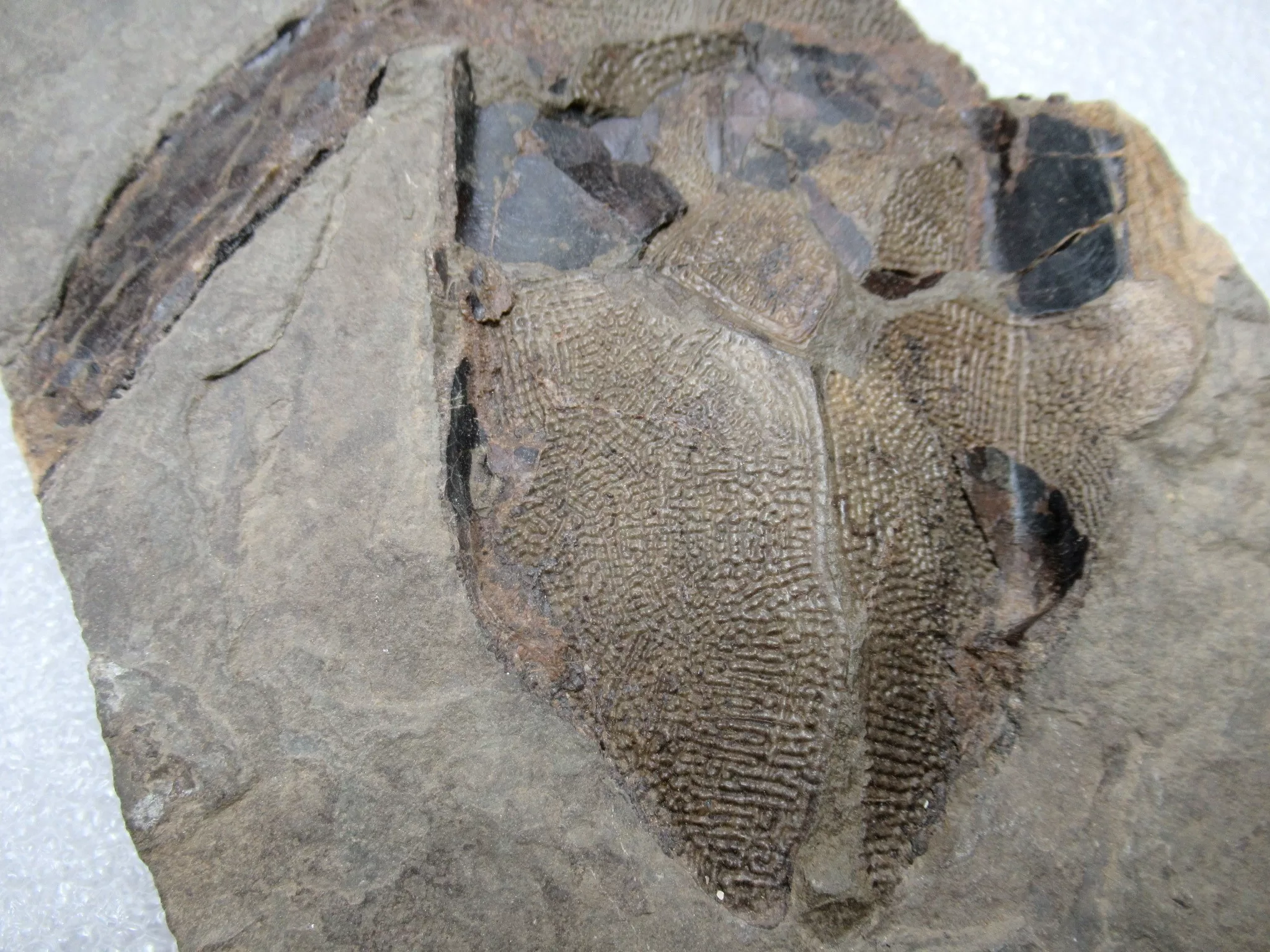 Devonian Canadian Bothriolepis Placoderm 1f | Fossils for Sale