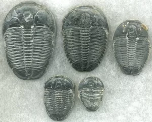 Elrathia kingii Trilobite