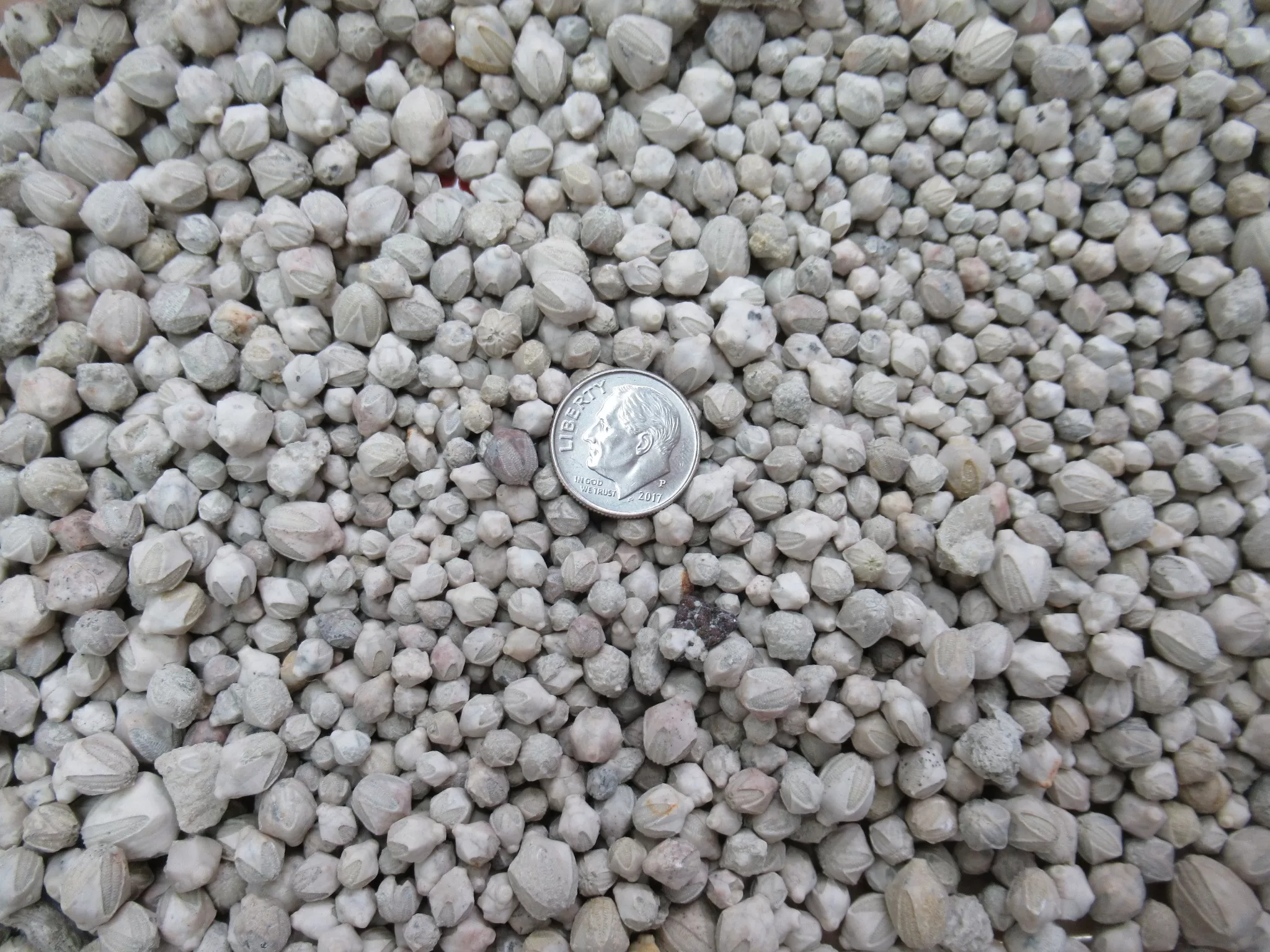 Iowa Mississippian Pentremites pulchellas Blastoids 1 | Fossils for Sale Genuine Mississippian Age Pentremites pulchellas Blastoids Fossil For Sale from Iowa #1