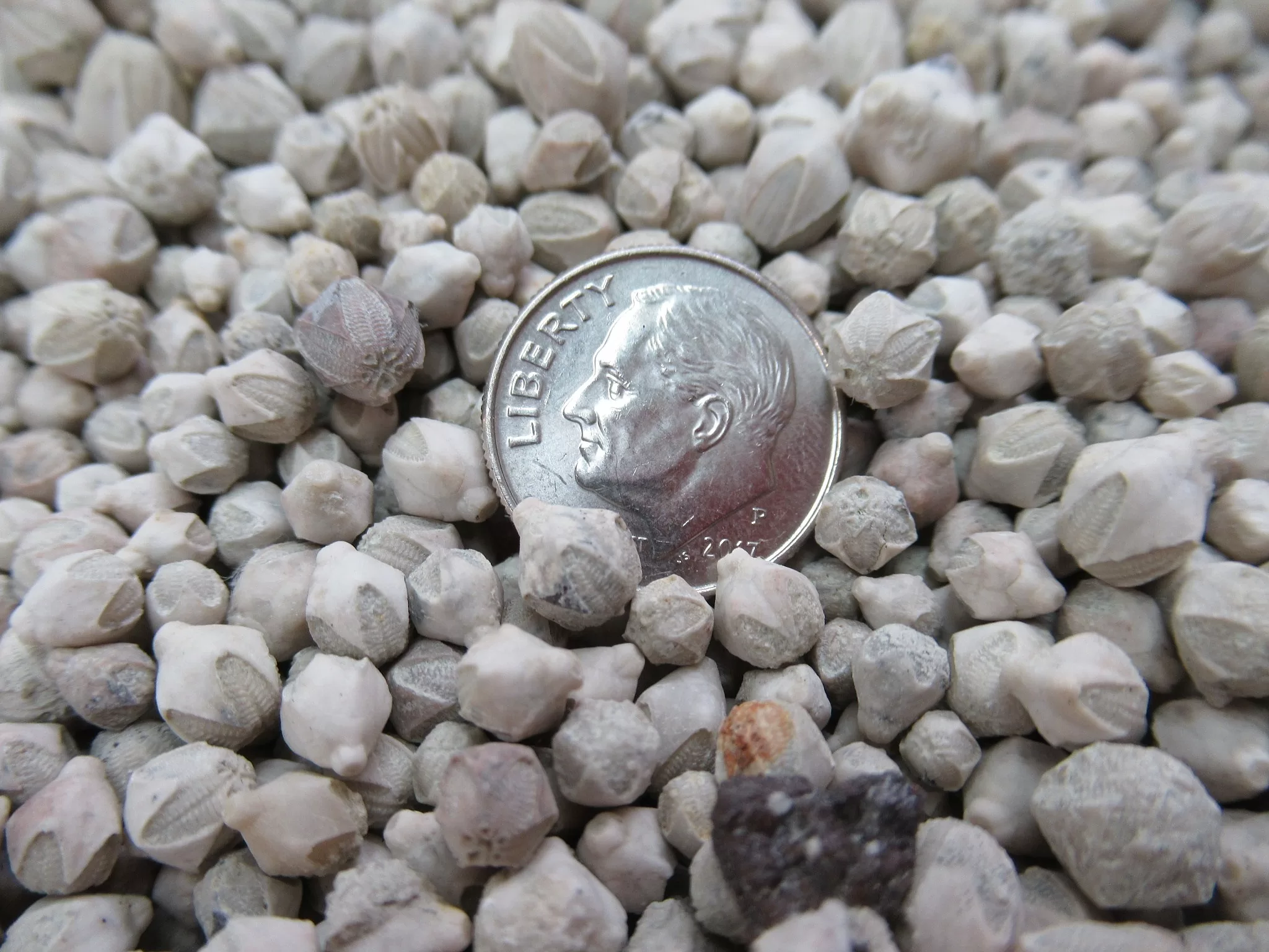 Iowa Mississippian Pentremites pulchellas Blastoids 1a | Fossils for Sale Genuine Mississippian Age Pentremites pulchellas Blastoids Fossil For Sale from Iowa #1a