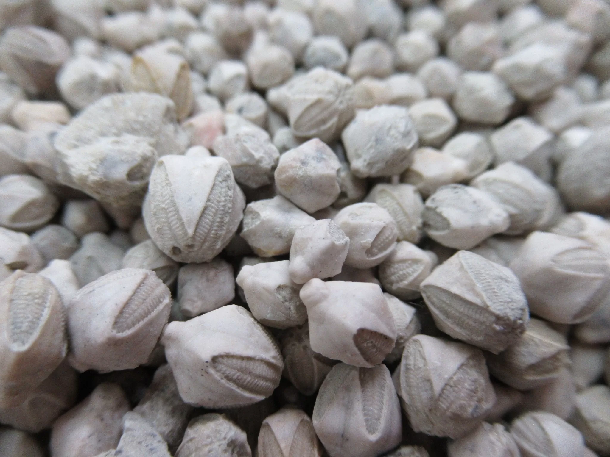 Iowa Mississippian Pentremites pulchellas Blastoids 1b | Fossils for Sale Genuine Mississippian Age Pentremites pulchellas Blastoids Fossil For Sale from Iowa #1b