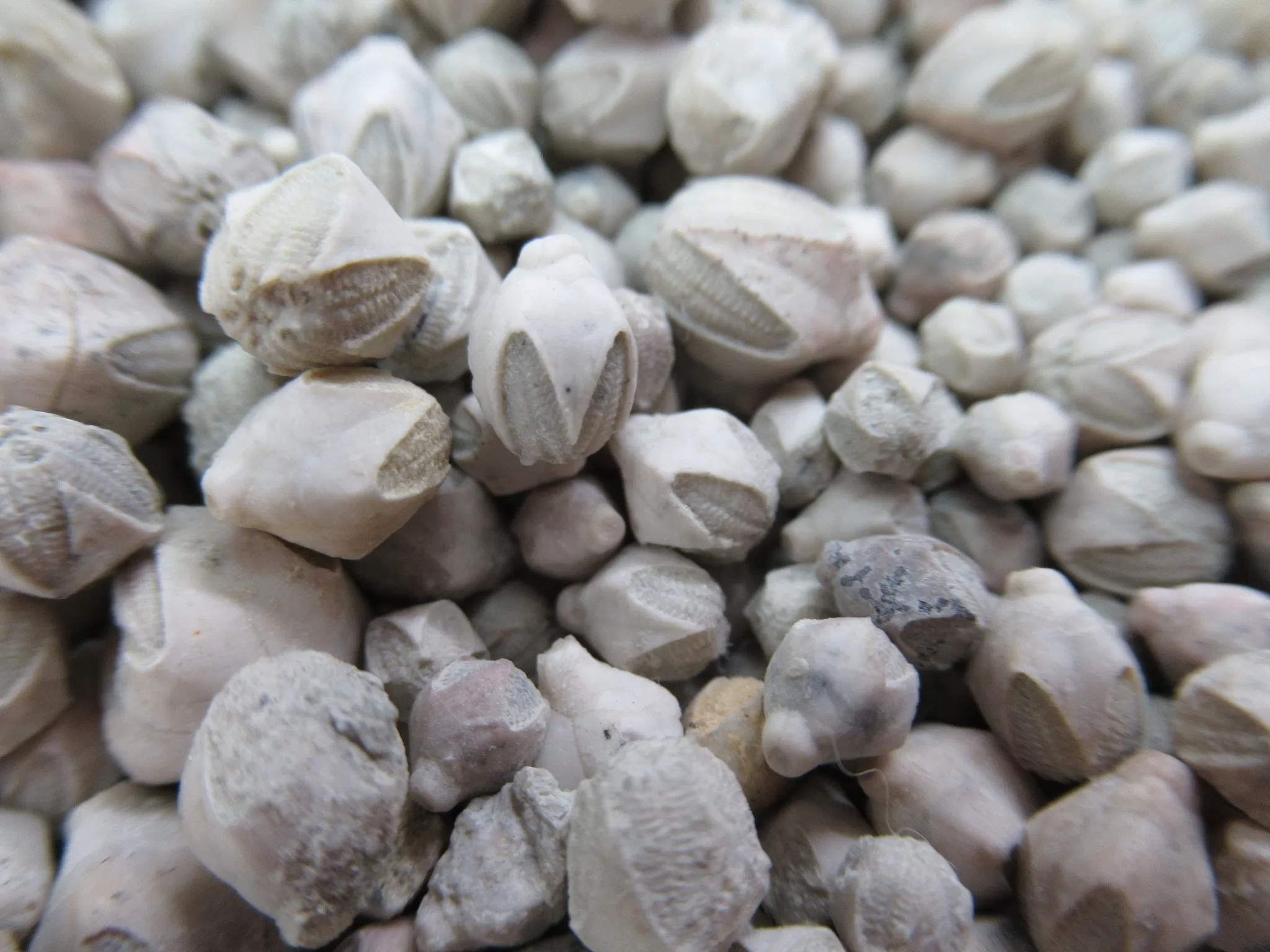 Iowa Mississippian Pentremites pulchellas Blastoids 1c | Fossils for Sale Genuine Mississippian Age Pentremites pulchellas Blastoids Fossil For Sale from Iowa #1c