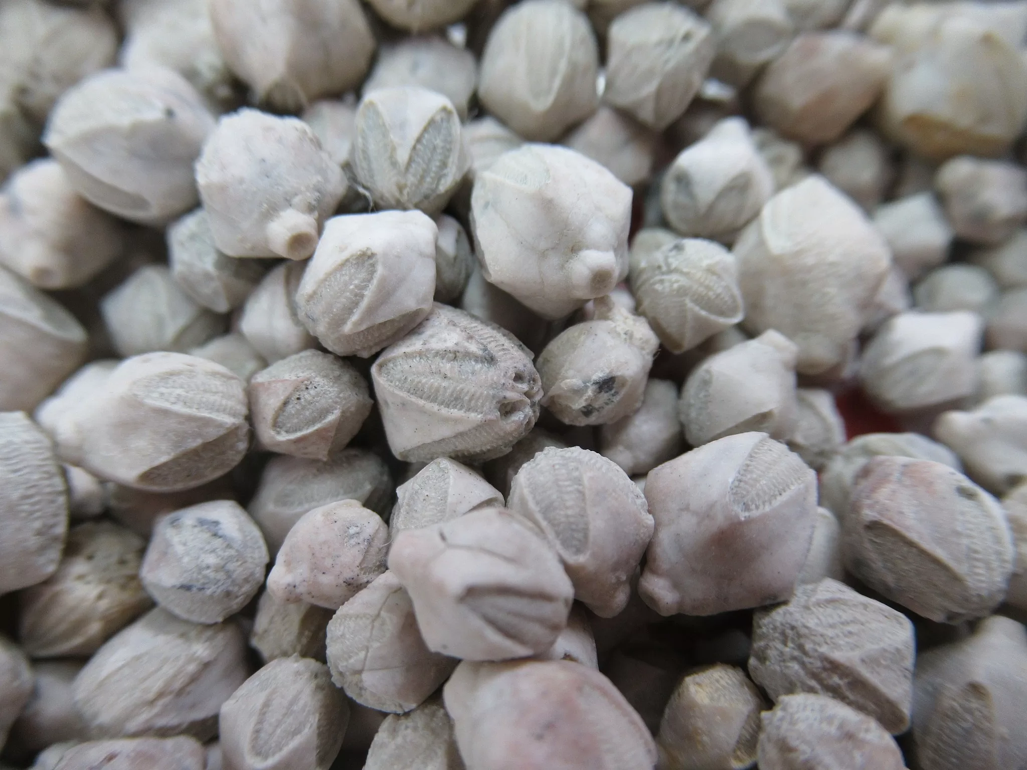 Iowa Mississippian Pentremites pulchellas Blastoids 1d | Fossils for Sale Genuine Mississippian Age Pentremites pulchellas Blastoids Fossil For Sale from Iowa #1d