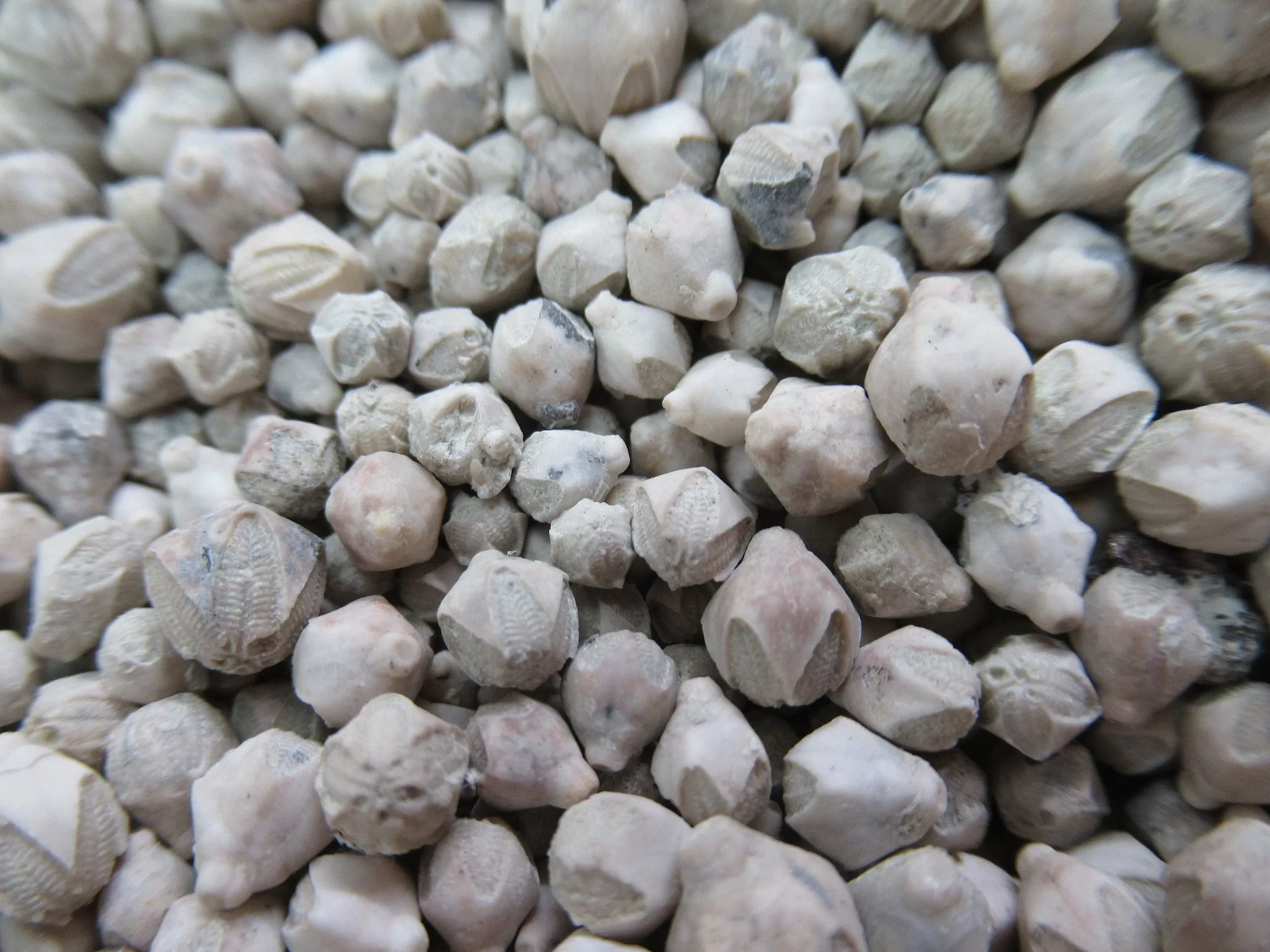 Iowa Mississippian Pentremites pulchellas Blastoids 1e | Fossils for Sale Genuine Mississippian Age Pentremites pulchellas Blastoids Fossil For Sale from Iowa #1e