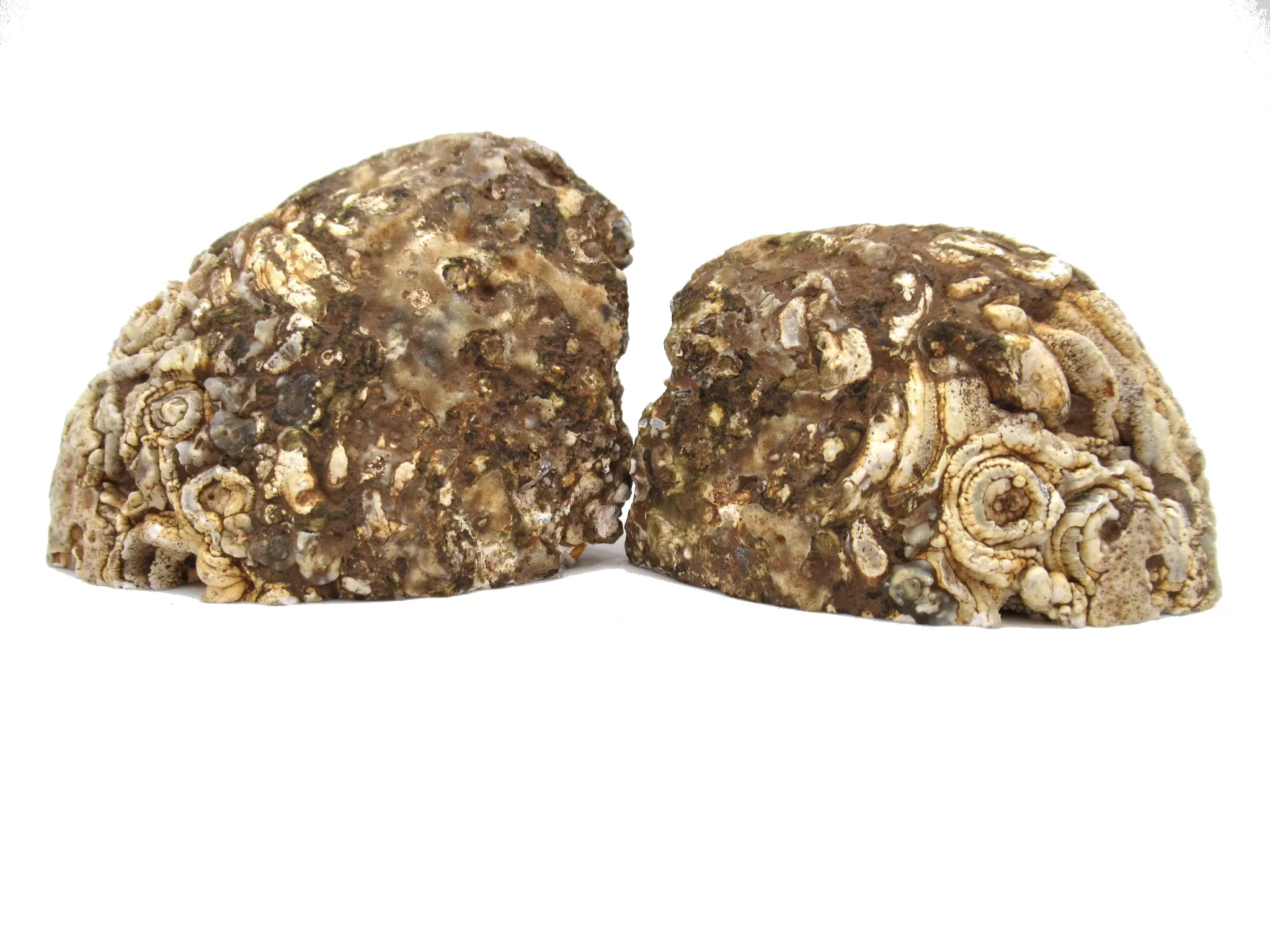 Jurassic Brazilian Geode Pair 16 | Fossils for Sale Genuine Jurassic Age Brazilian Geode Pair For Sale from Brazil #16