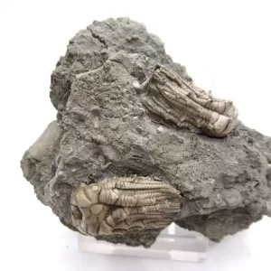 Genuine Mississippian Age Kentucky Tholocrinus Crinoid Fossils For Sale From Kentucky #31