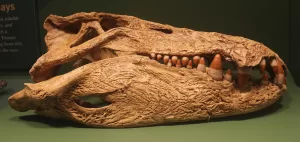 By Jonathan Chen - Own work, CC BY-SA 4.0, https://commons.wikimedia.org/w/index.php?curid=106928135 Mahajangasuchus