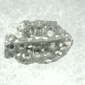 Montana Cretaceous Crocodile Scute #23