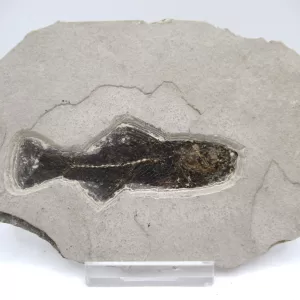 Genuine Oligocene Dapalis macrurus Fish Fossil For Sale From France #11