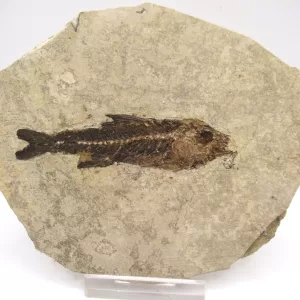 Genuine Oligocene Dapalis macrurus Fish Fossil For Sale From France #12