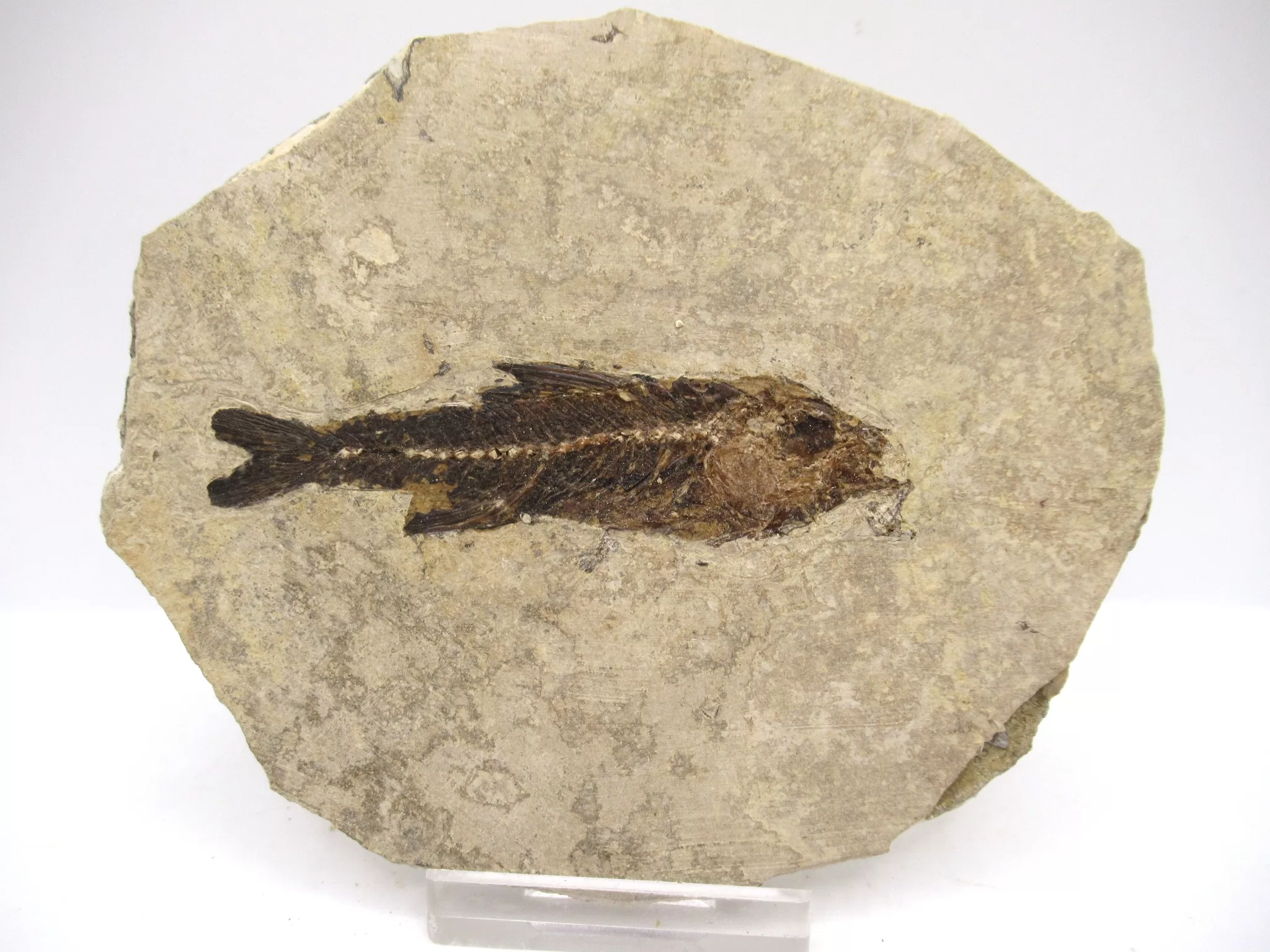 Framed Dapalis Macrurus oligocene fish fossil from Provence - Rare good collectible