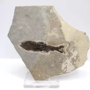 Genuine Oligocene Dapalis macrurus Fish Fossil For Sale From France #13