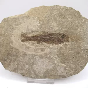 Genuine Oligocene Dapalis macrurus Fish Fossil For Sale From France #15