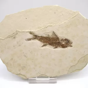 Genuine Oligocene Dapalis macrurus Fish Fossil For Sale From France #2