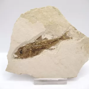 Genuine Oligocene Dapalis macrurus Fish Fossil For Sale From France #3