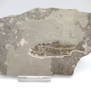 Genuine Oligocene Dapalis macrurus Fish Fossil For Sale From France #4