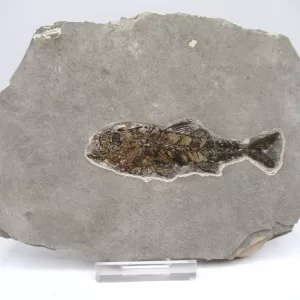 Genuine Oligocene Dapalis macrurus Fish Fossil For Sale From France #7