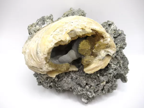 Mercenaria Fossil Clam Rucks Pit, FL #4