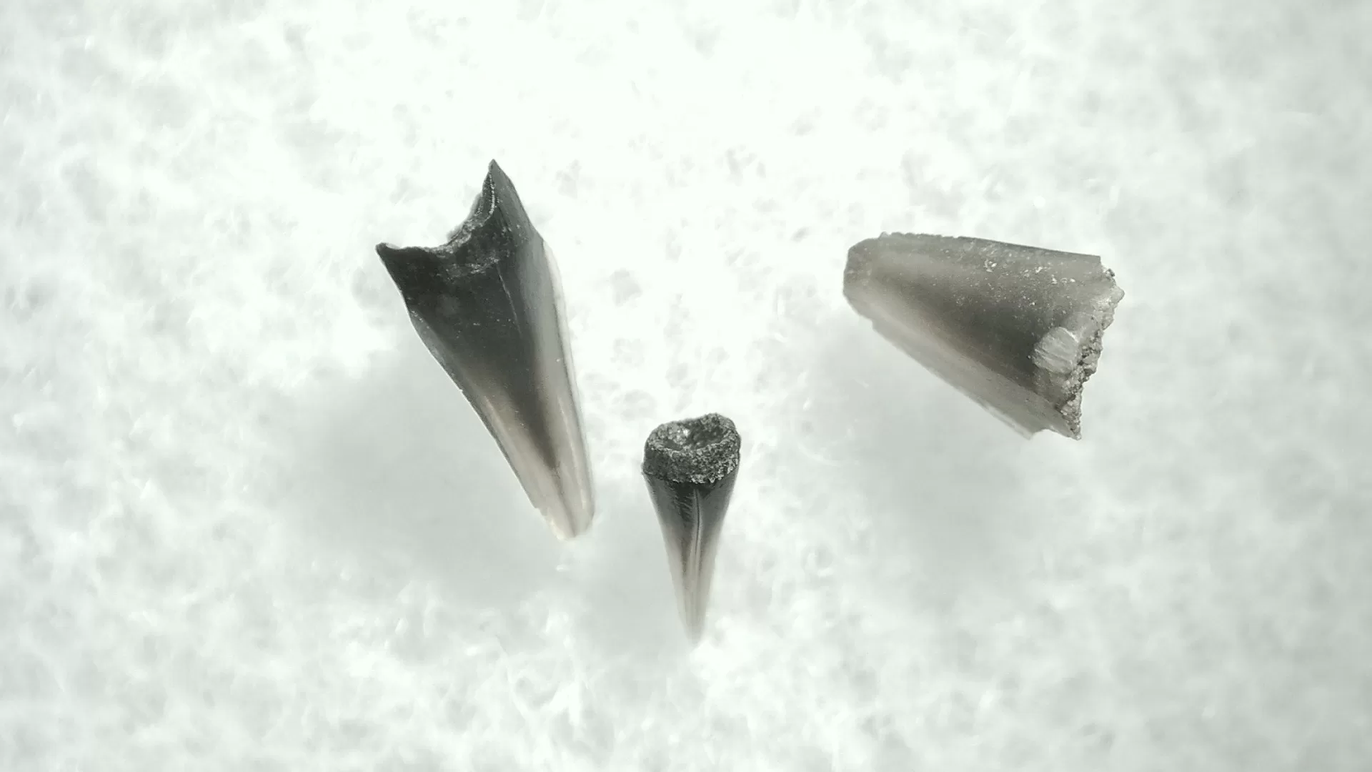 S. Dakota Cretaceous Champsosaurus Teeth 51 | Fossils for Sale Genuine Champsosaurus Reptile Tooth For Sale From South Dakota #51