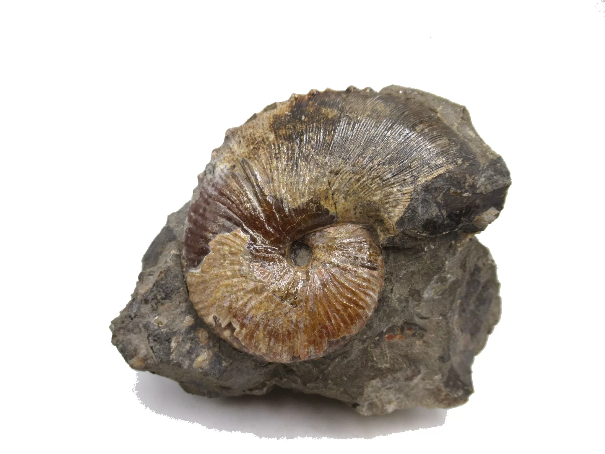 S. Dakota Cretaceous Scaphites Ammonite 17 | Fossils for Sale Genuine Cretaceous Age Scaphites Ammonite Fossil For Sale from South Dakota #17