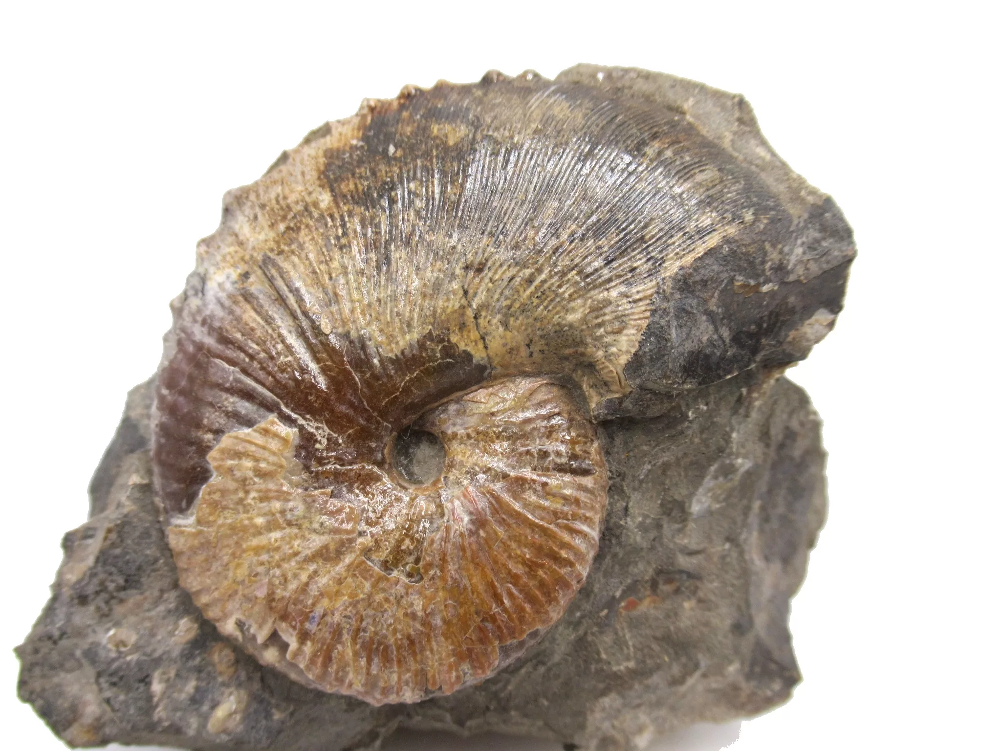 S. Dakota Cretaceous Scaphites Ammonite 17a | Fossils for Sale Genuine Cretaceous Age Scaphites Ammonite Fossil For Sale from South Dakota #17a