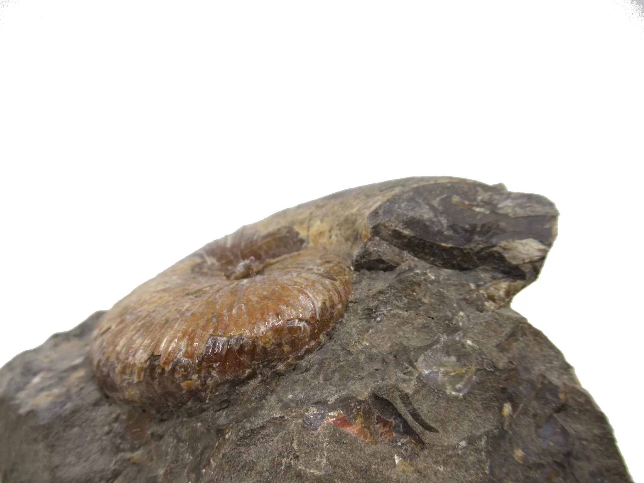 S. Dakota Cretaceous Scaphites Ammonite 17b | Fossils for Sale Genuine Cretaceous Age Scaphites Ammonite Fossil For Sale from South Dakota #17b