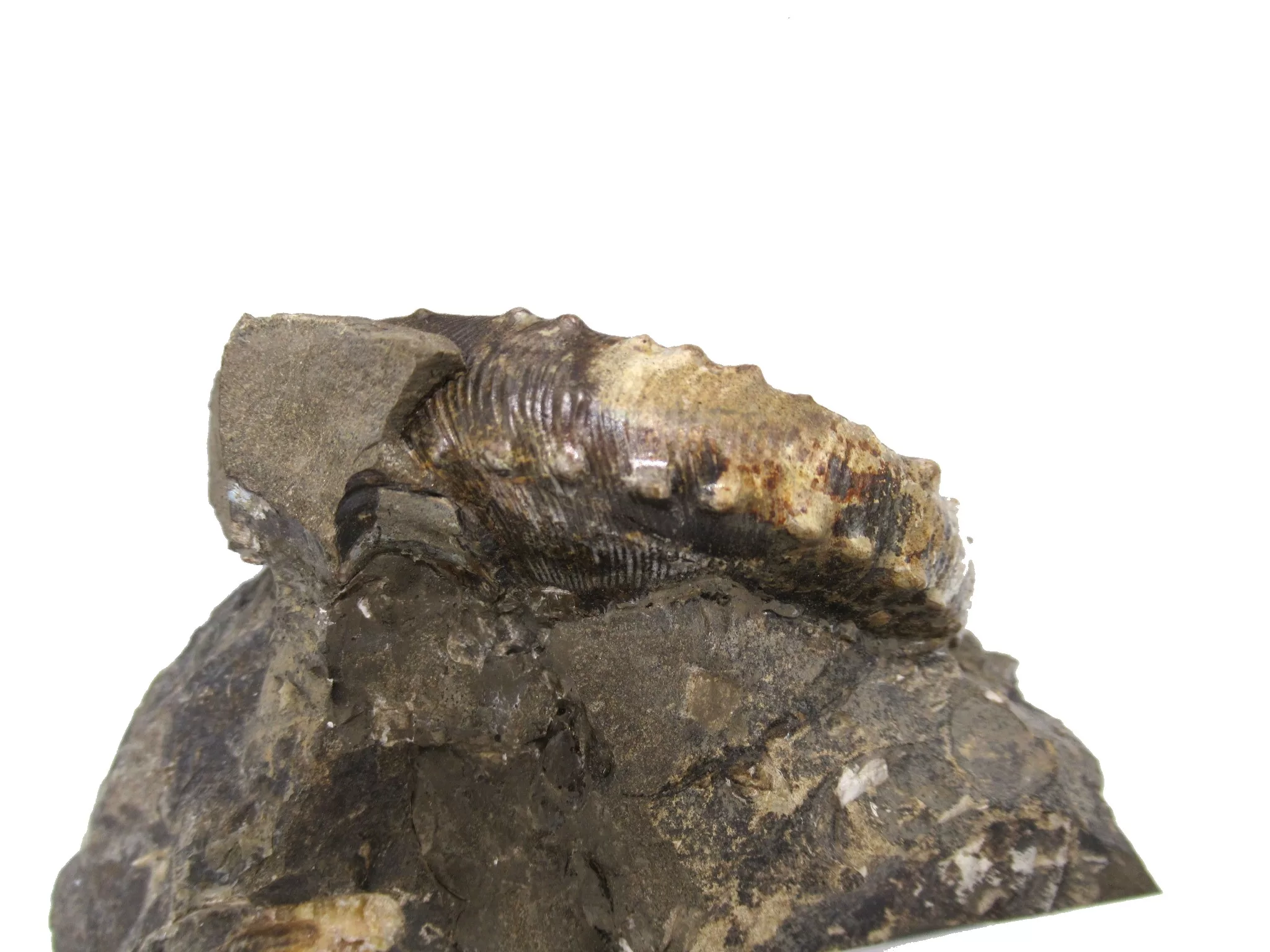 S. Dakota Cretaceous Scaphites Ammonite 17c | Fossils for Sale Genuine Cretaceous Age Scaphites Ammonite Fossil For Sale from South Dakota #17c