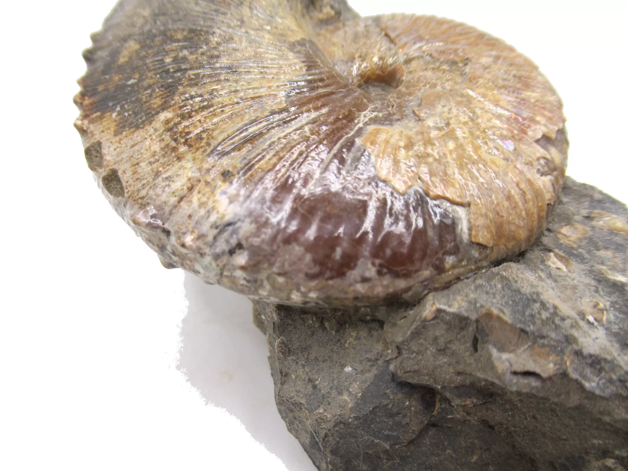 S. Dakota Cretaceous Scaphites Ammonite 17d | Fossils for Sale Genuine Cretaceous Age Scaphites Ammonite Fossil For Sale from South Dakota #17d