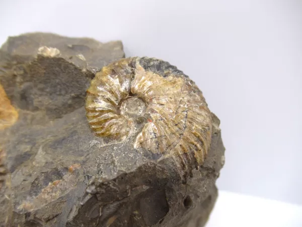 Genuine Cretaceous Age Scaphites Ammonite Fossil For Sale from South Dakota #27b