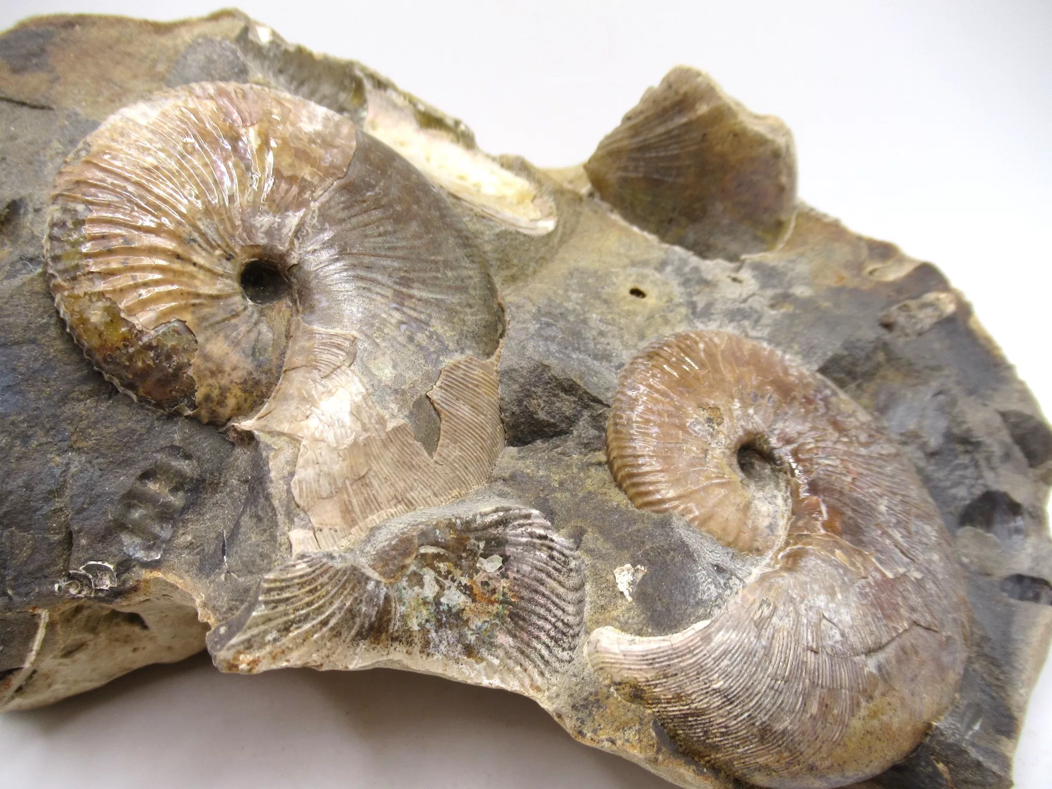S. Dakota Cretaceous Scaphites Ammonite 33a | Fossils for Sale Genuine Cretaceous Age Scaphites Ammonite Fossil For Sale from South Dakota #33a