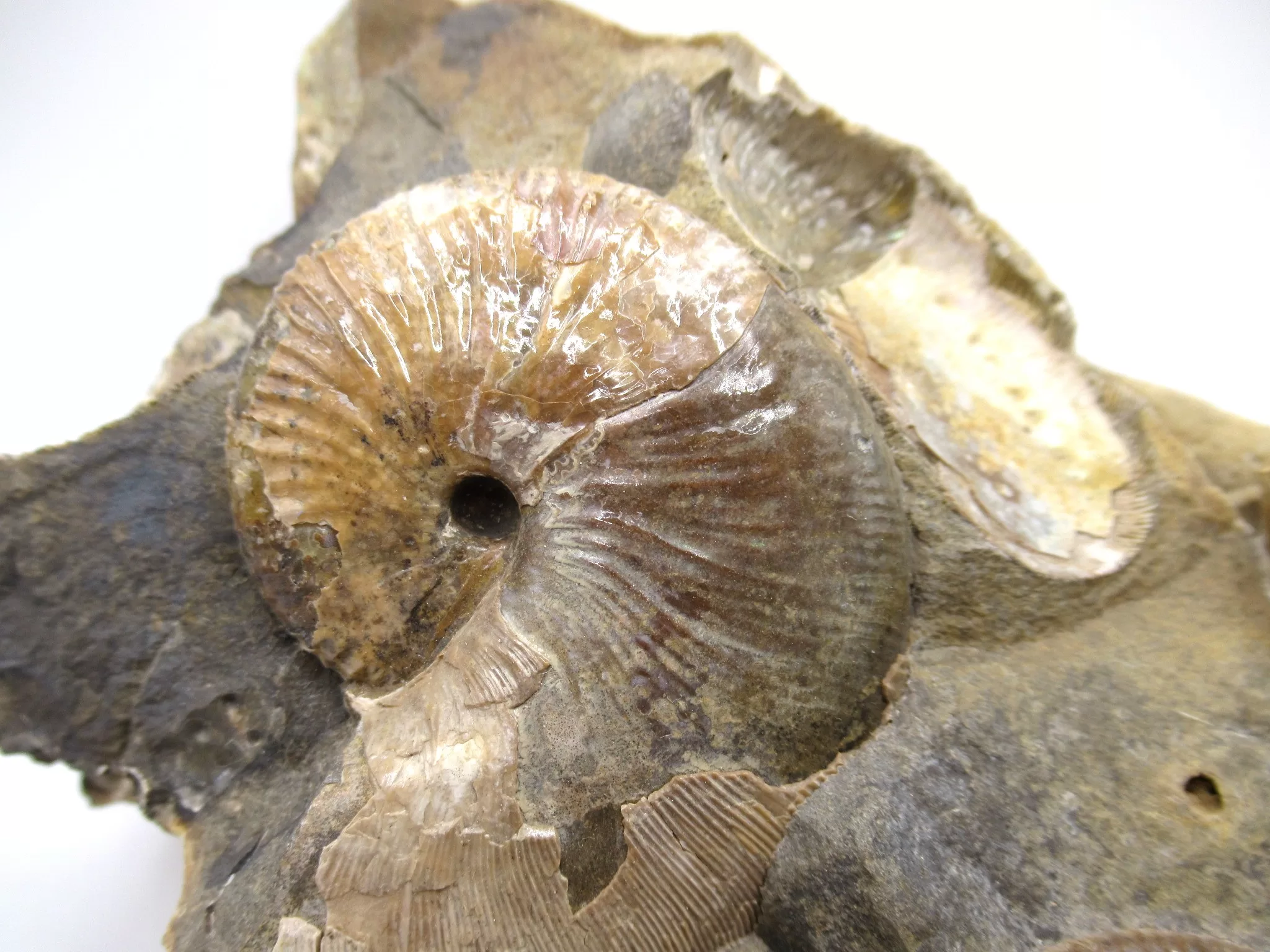 S. Dakota Cretaceous Scaphites Ammonite 33b | Fossils for Sale Genuine Cretaceous Age Scaphites Ammonite Fossil For Sale from South Dakota #33b