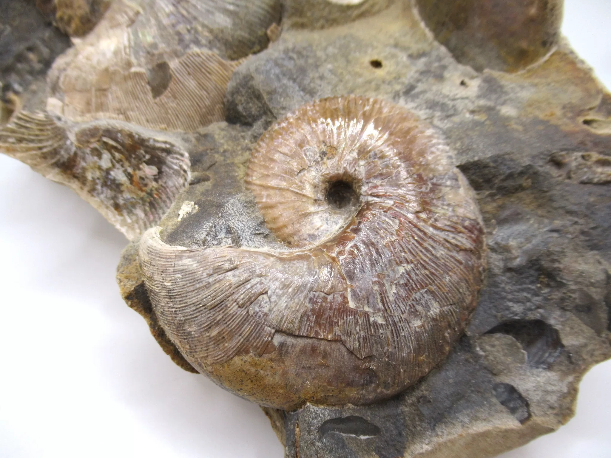 S. Dakota Cretaceous Scaphites Ammonite 33c | Fossils for Sale Genuine Cretaceous Age Scaphites Ammonite Fossil For Sale from South Dakota #33c