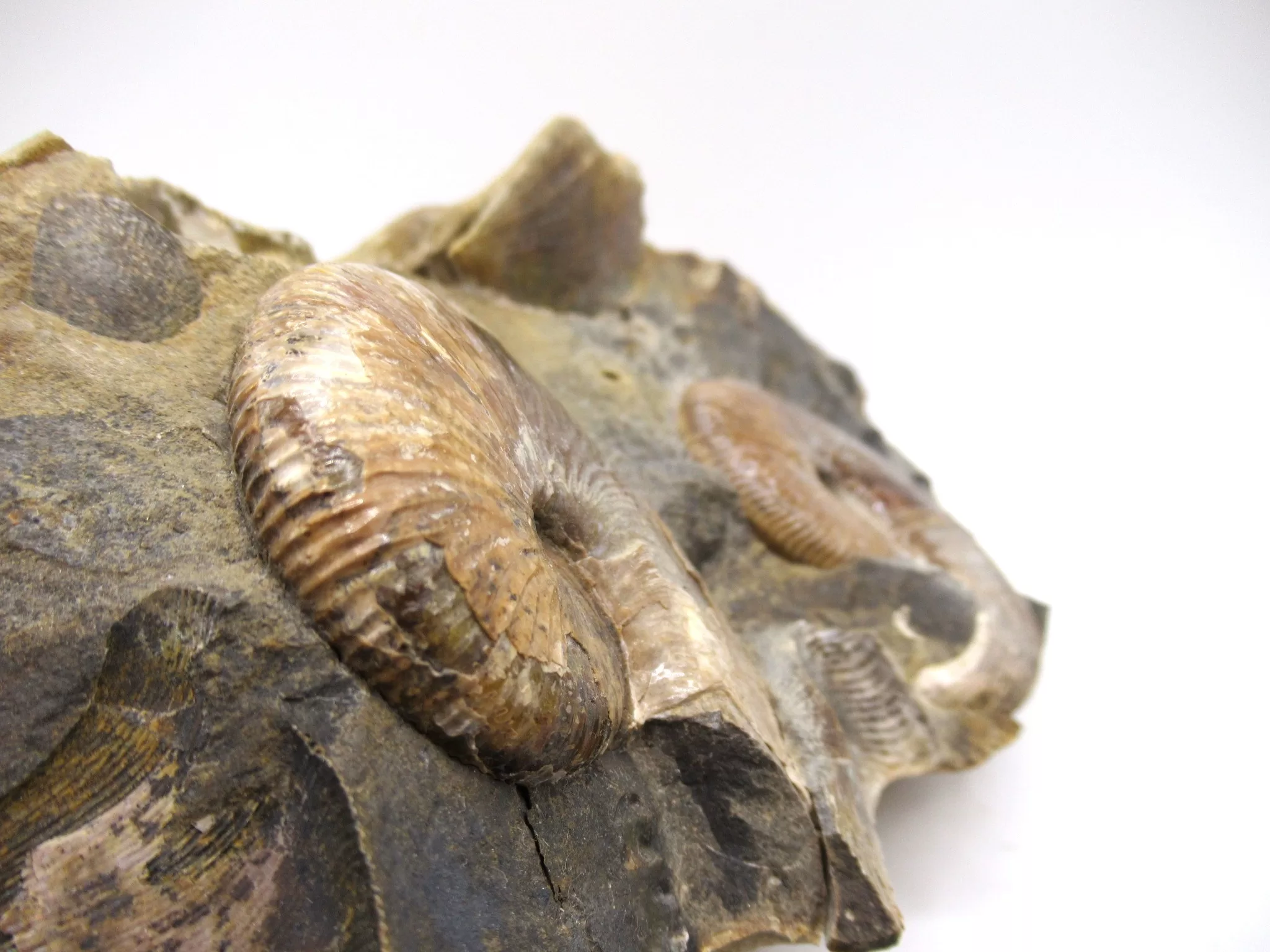 S. Dakota Cretaceous Scaphites Ammonite 33e | Fossils for Sale Genuine Cretaceous Age Scaphites Ammonite Fossil For Sale from South Dakota #33e