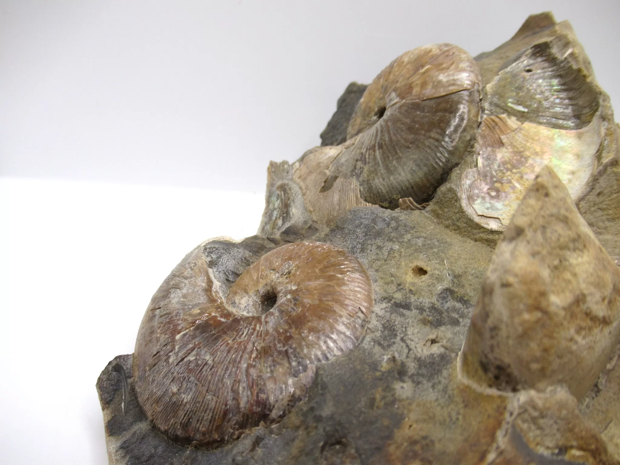 S. Dakota Cretaceous Scaphites Ammonite 33f | Fossils for Sale Genuine Cretaceous Age Scaphites Ammonite Fossil For Sale from South Dakota #33f