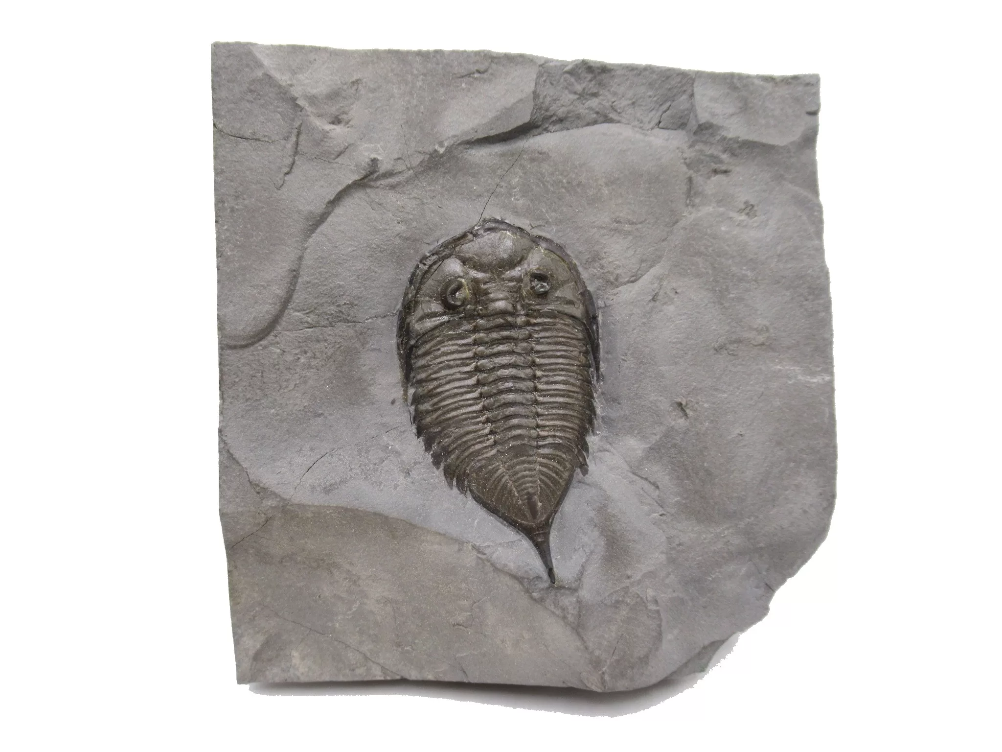 Dalmanites limurus Trilobite #1 | Fossils for Sale