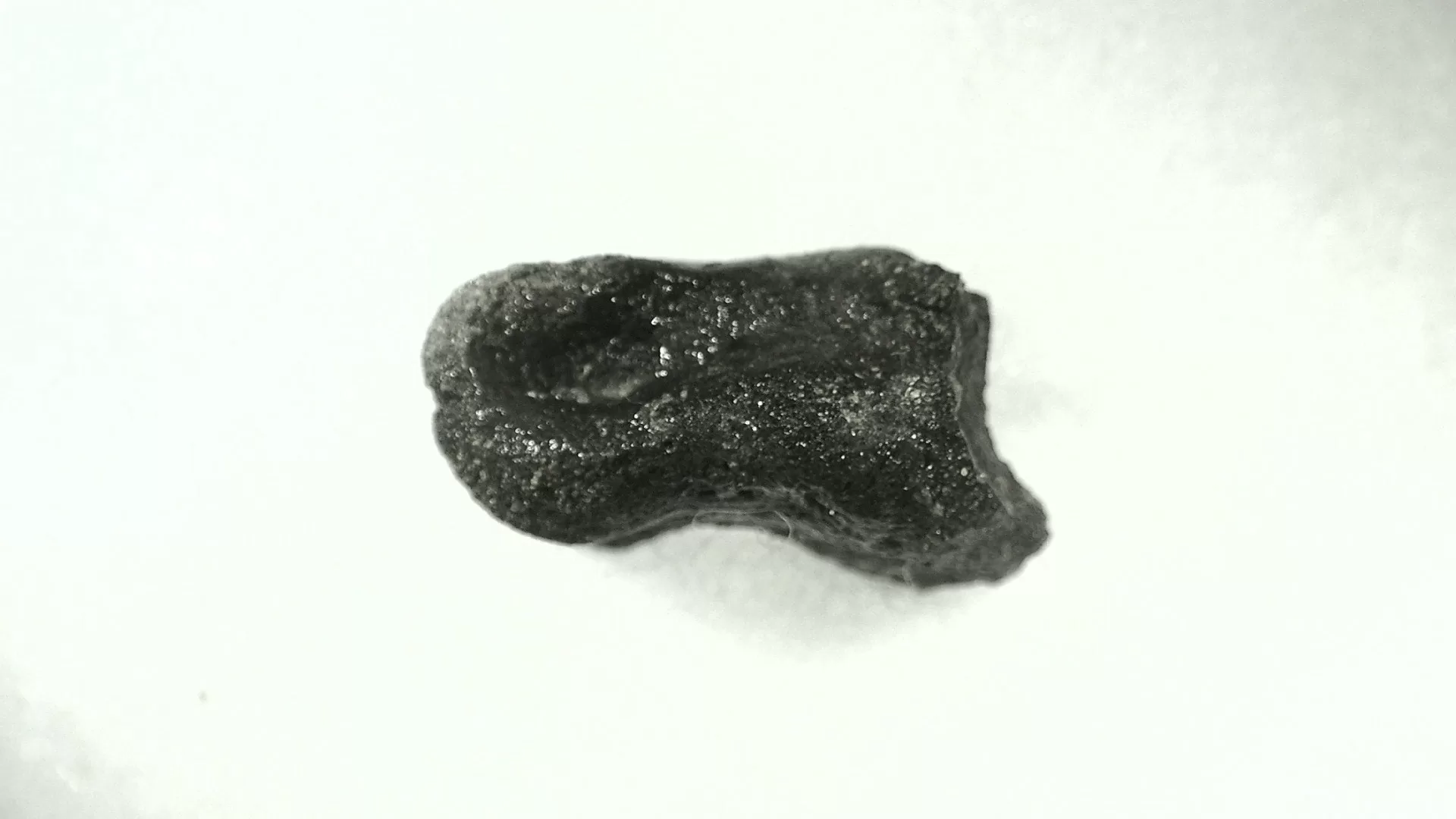 Wyoming Jurassic Dryosaurus Dinosaur Bone 10a | Fossils for Sale Genuine Jurassic Age Dryosaurus Dinosaur Bone Fossils For Sale from Wyoming #10a