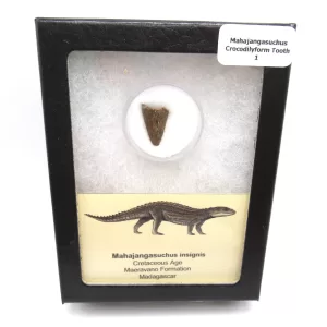 Genuine Cretaceous Age Mahajangasuchus Crocodilyform Tooth Box for Sale #1