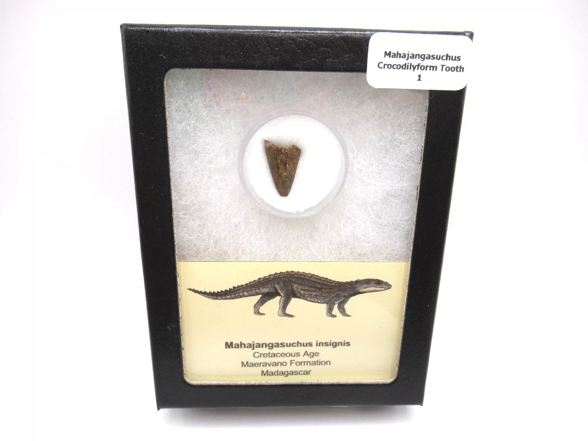 cretaceous Mahajangasuchus Crocodilyform tooth box 1 | Fossils for Sale Genuine Cretaceous Age Mahajangasuchus Crocodilyform Tooth Box for Sale #1