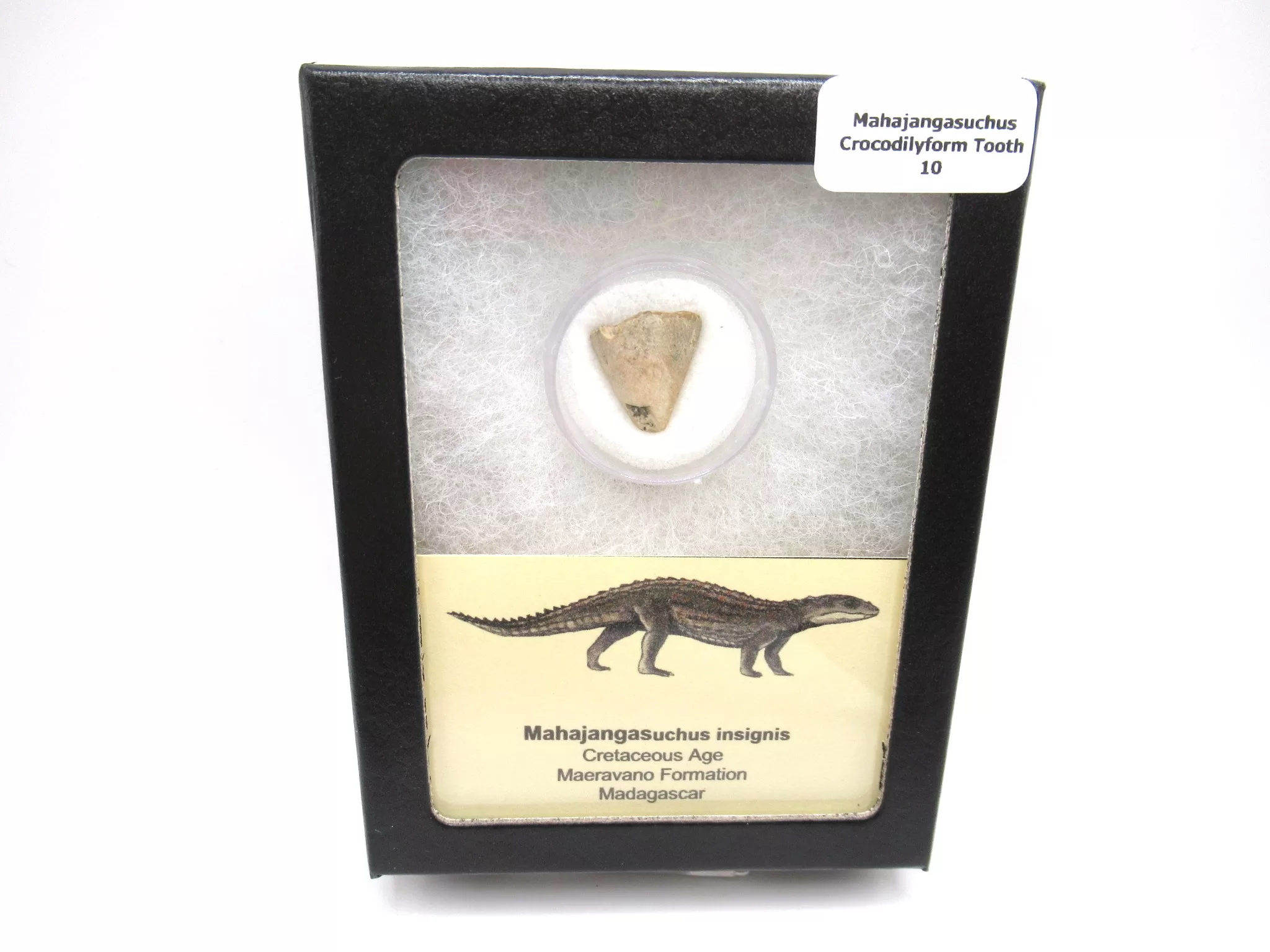cretaceous Mahajangasuchus Crocodilyform tooth box 10 | Fossils for Sale Genuine Cretaceous Age Mahajangasuchus Crocodilyform Tooth Box for Sale #10