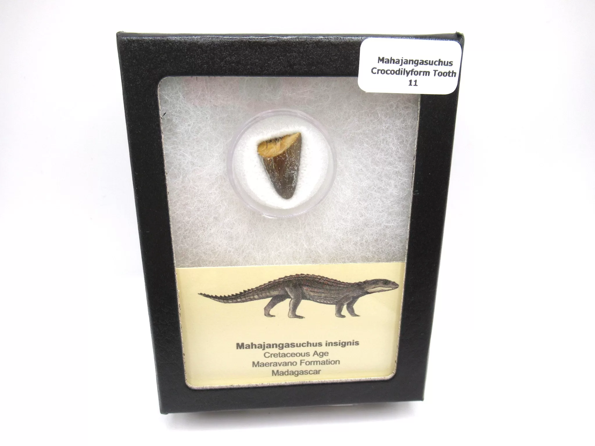 cretaceous Mahajangasuchus Crocodilyform tooth box 11 | Fossils for Sale Genuine Cretaceous Age Mahajangasuchus Crocodilyform Tooth Box for Sale #11