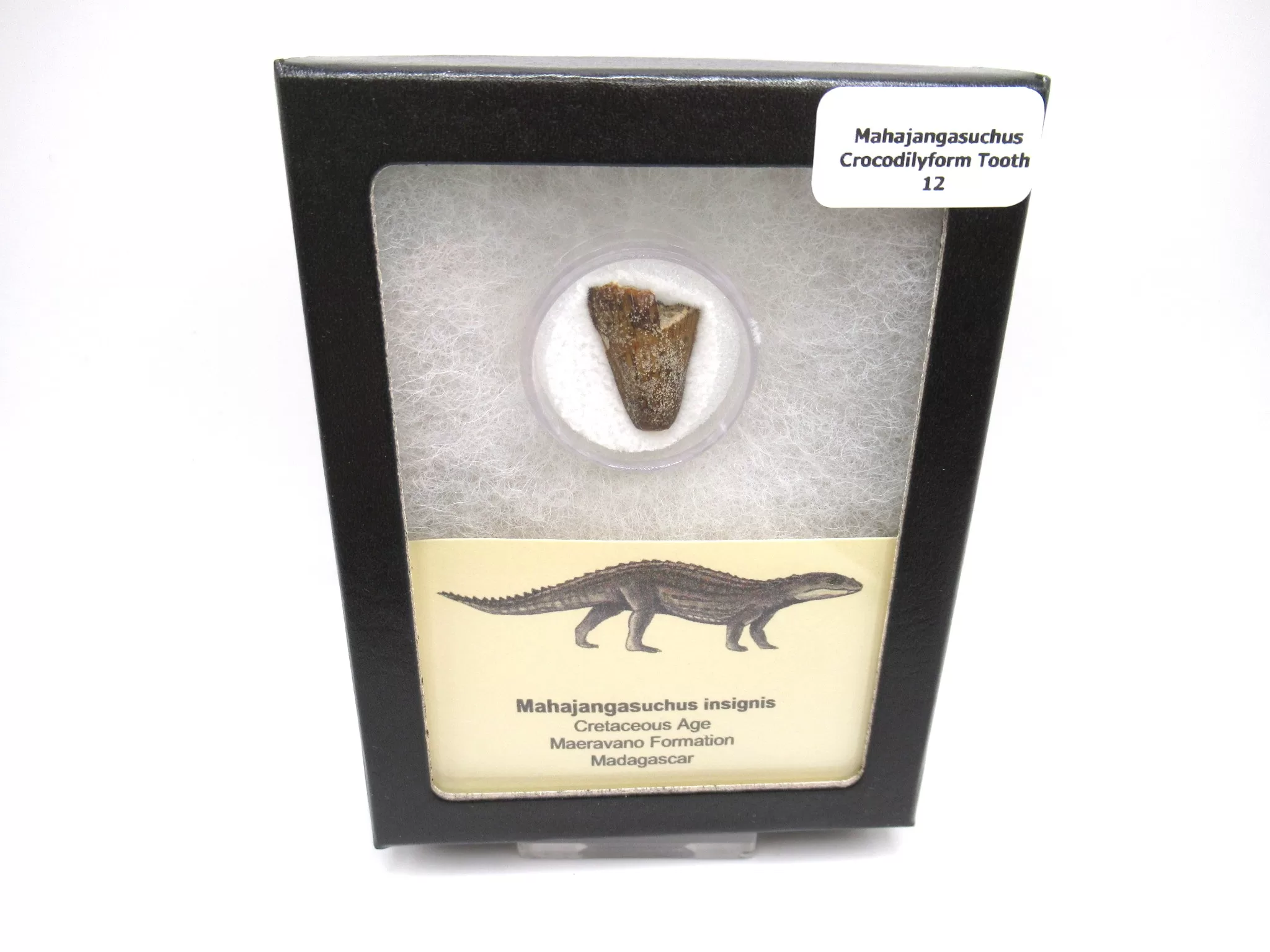 cretaceous Mahajangasuchus Crocodilyform tooth box 12 | Fossils for Sale Genuine Cretaceous Age Mahajangasuchus Crocodilyform Tooth Box for Sale #12