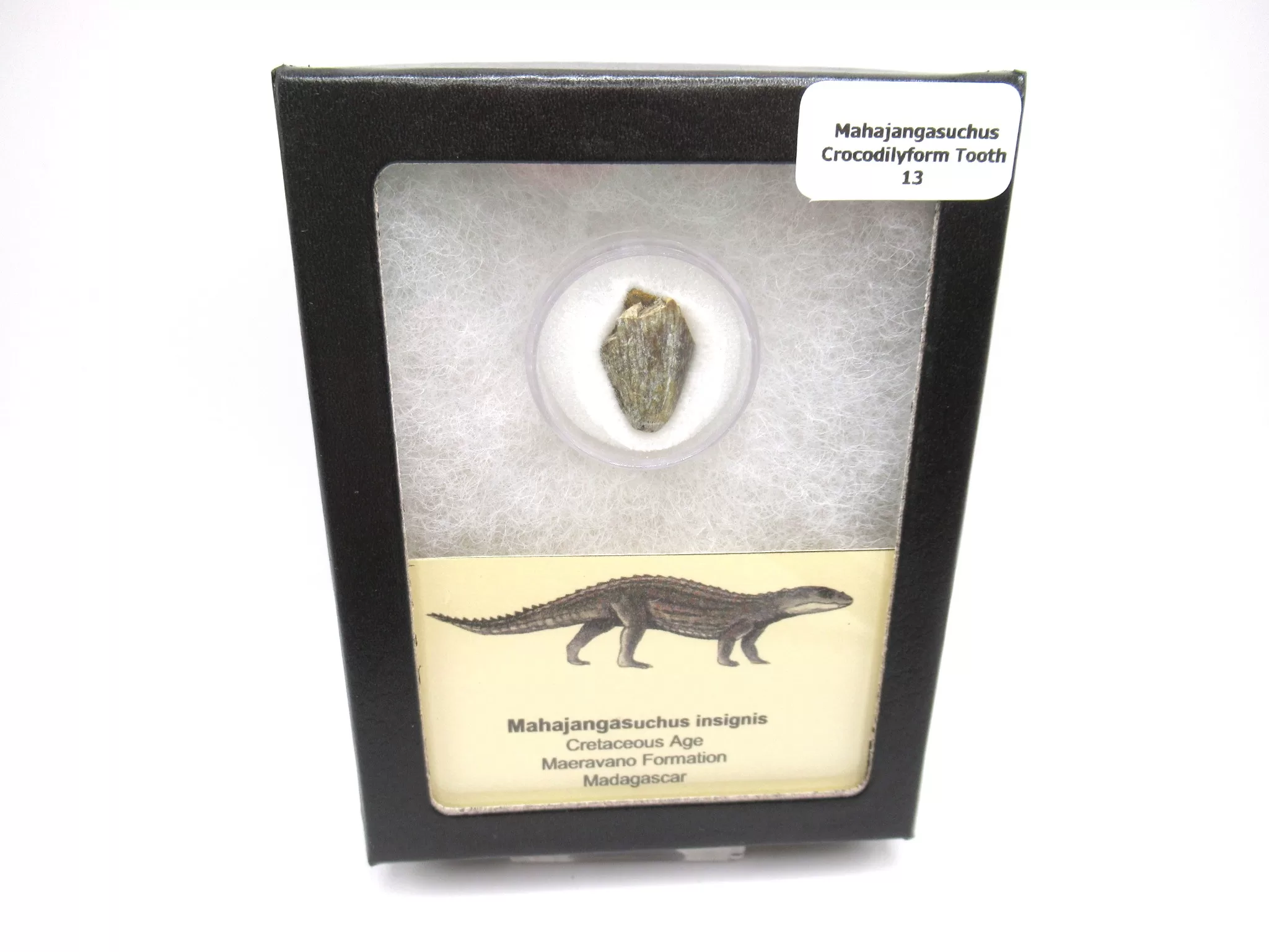 cretaceous Mahajangasuchus Crocodilyform tooth box 13 | Fossils for Sale Genuine Cretaceous Age Mahajangasuchus Crocodilyform Tooth Box for Sale #13