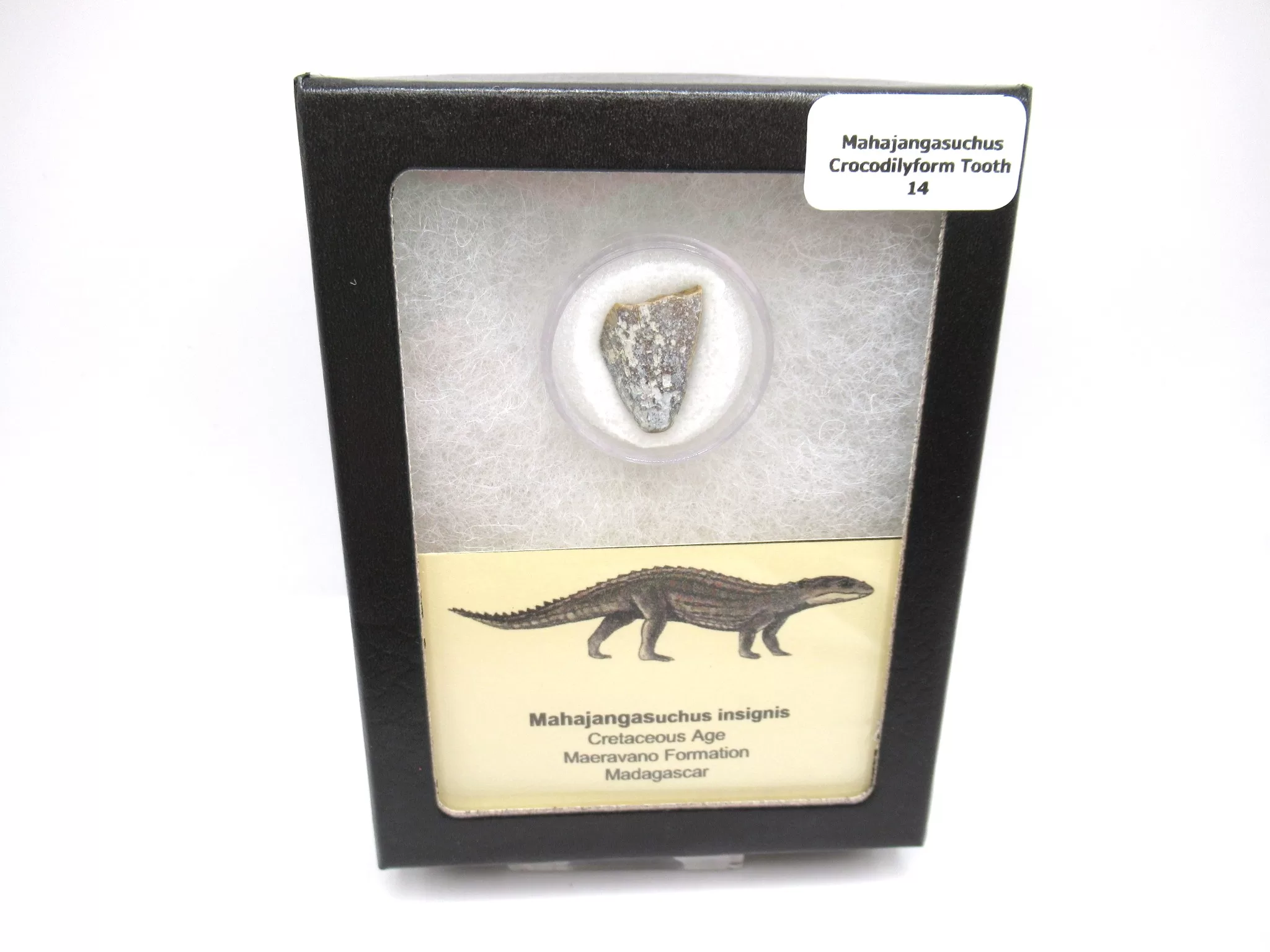 cretaceous Mahajangasuchus Crocodilyform tooth box 14 | Fossils for Sale Genuine Cretaceous Age Mahajangasuchus Crocodilyform Tooth Box for Sale #14