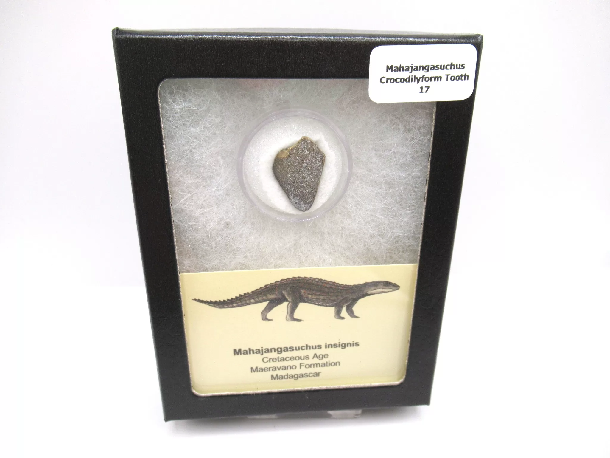 cretaceous Mahajangasuchus Crocodilyform tooth box 17 | Fossils for Sale Genuine Cretaceous Age Mahajangasuchus Crocodilyform Tooth Box for Sale #17