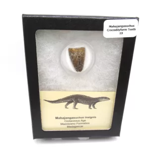 Genuine Cretaceous Age Mahajangasuchus Crocodilyform Tooth Box for Sale #19