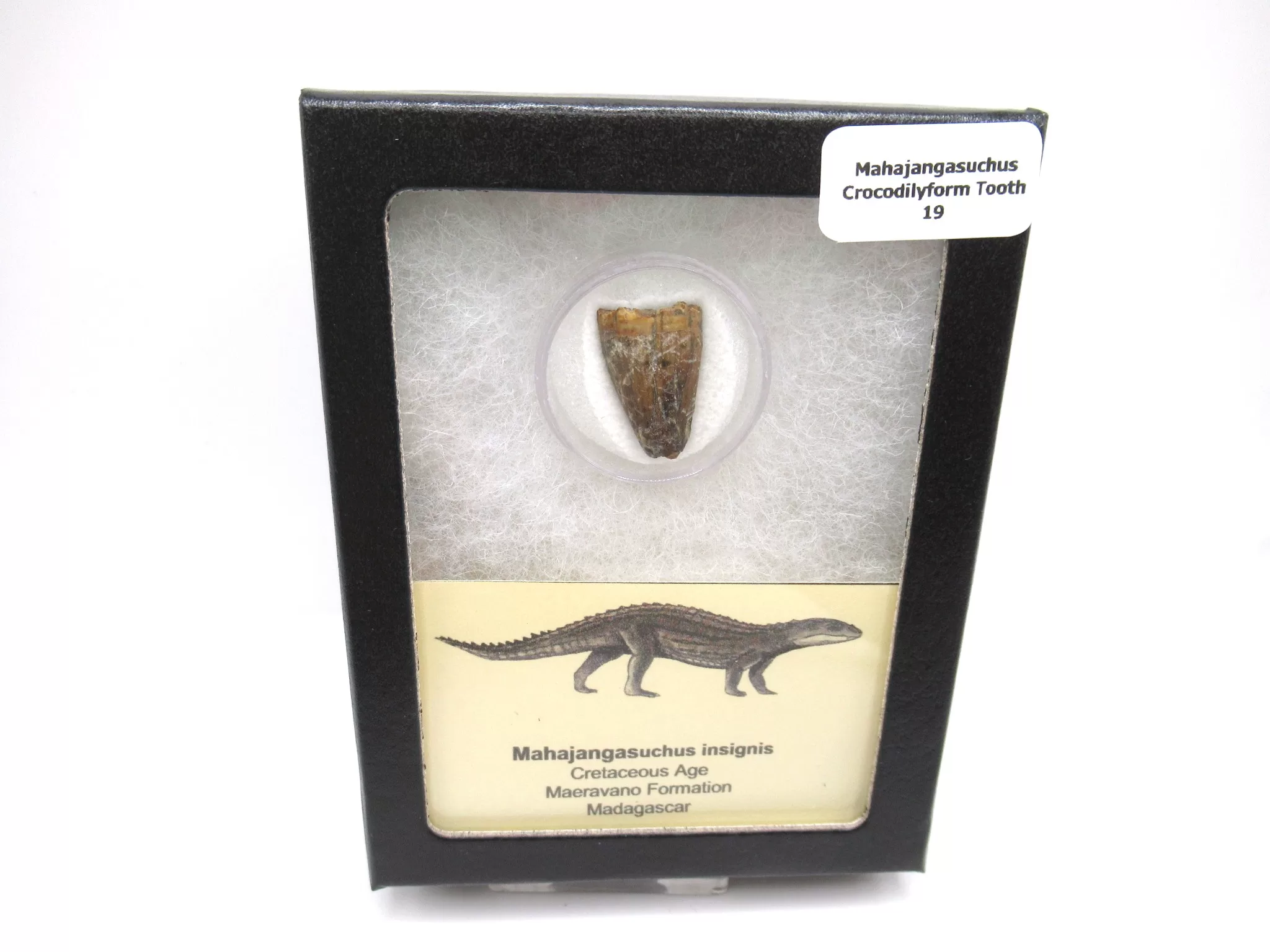cretaceous Mahajangasuchus Crocodilyform tooth box 19 | Fossils for Sale Genuine Cretaceous Age Mahajangasuchus Crocodilyform Tooth Box for Sale #19