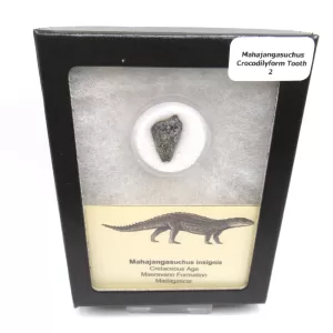 Genuine Cretaceous Age Mahajangasuchus Crocodilyform Tooth Box for Sale #2